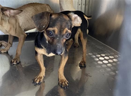 Chewy, a Chihuahua (mix breed), available for adoption