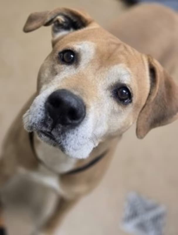 256011, a Labrador Retriever (mix breed), available for adoption
