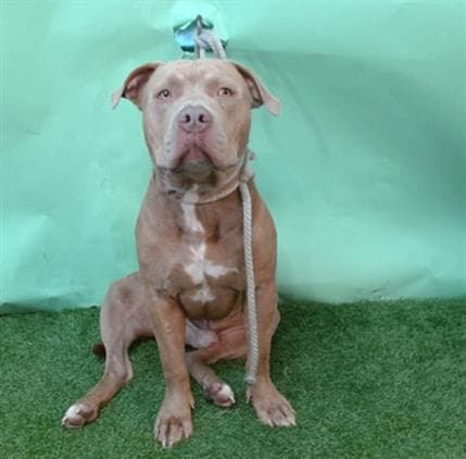Dexter, a Pit Bull Terrier, available for adoption