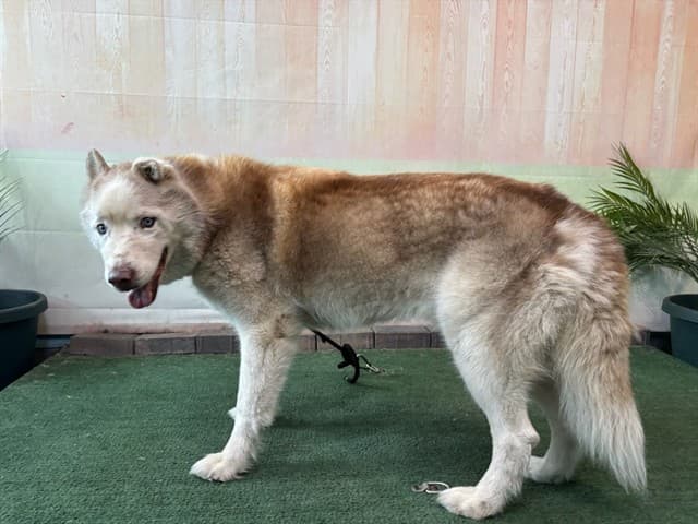 Hero, a Siberian Husky, available for adoption