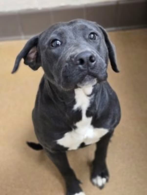 Scarlett Wich, a Pit Bull Terrier (mix breed), available for adoption