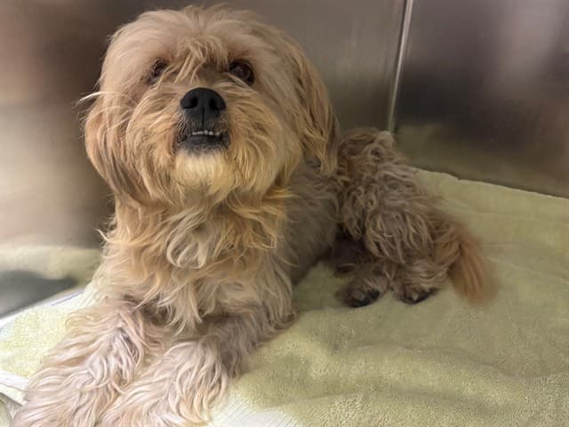 Blake, a Terrier, available for adoption