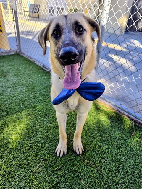 Momo, a German Shepherd, available for adoption