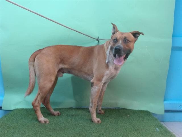 Bruno, a Pit Bull Terrier, available for adoption