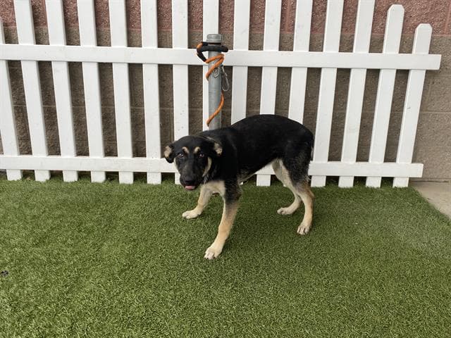 Tracer, a German Shepherd, available for adoption