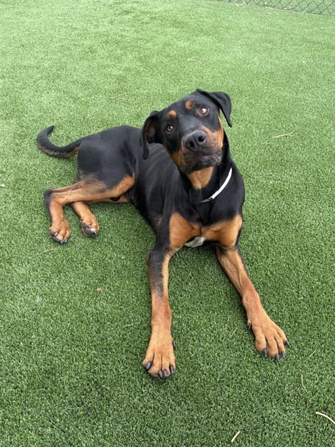 Pele, a Rottweiler, available for adoption