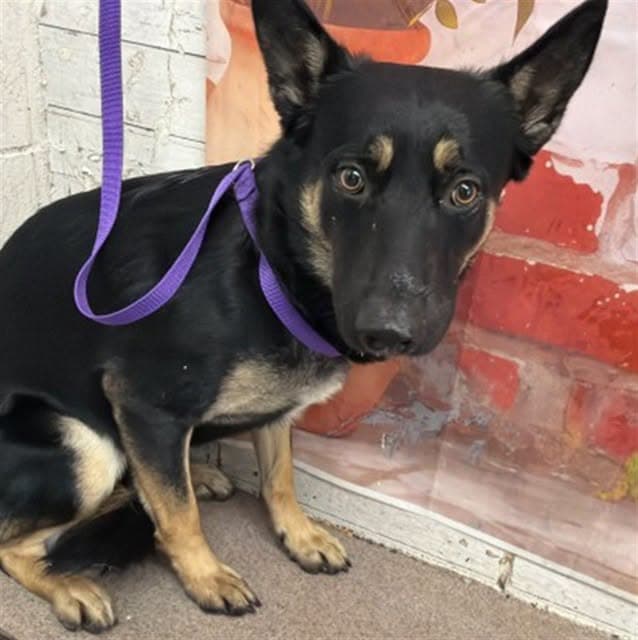 Robin, a German Shepherd (mix breed), available for adoption