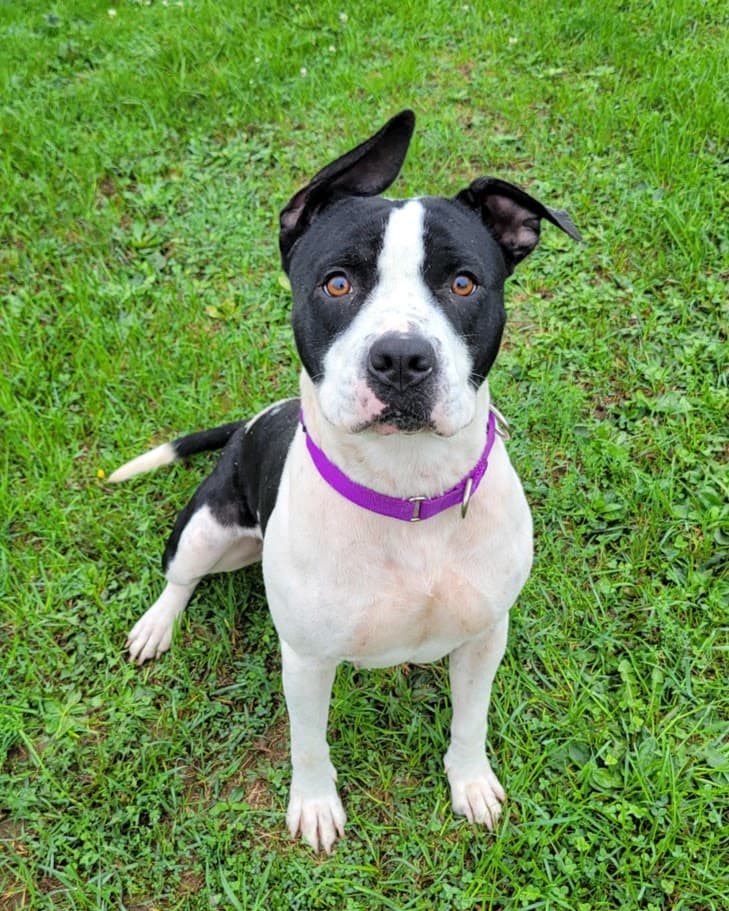 Loki, a Podengo Portugueso (mix breed), available for adoption