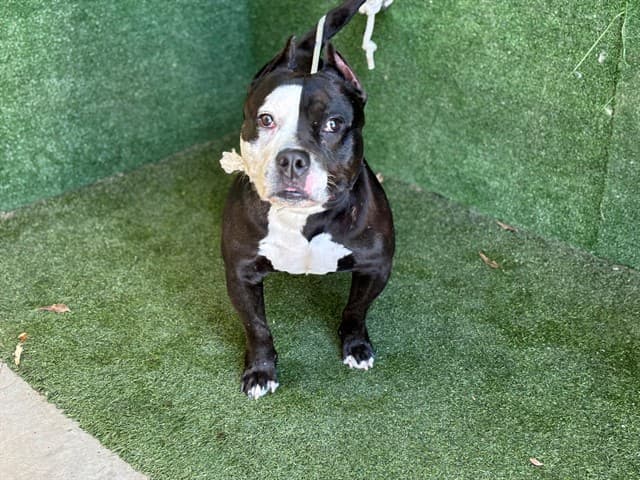 A5740787, a Pit Bull Terrier, available for adoption