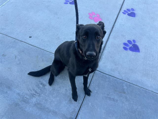 Nala, a Belgian Shepherd Malinois, available for adoption