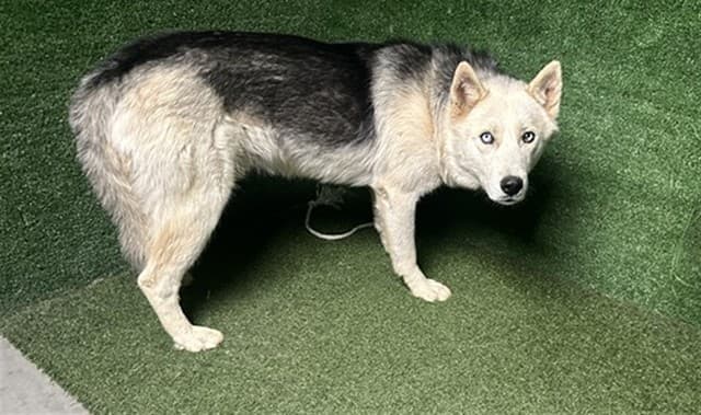 Jazzy, a Siberian Husky, available for adoption