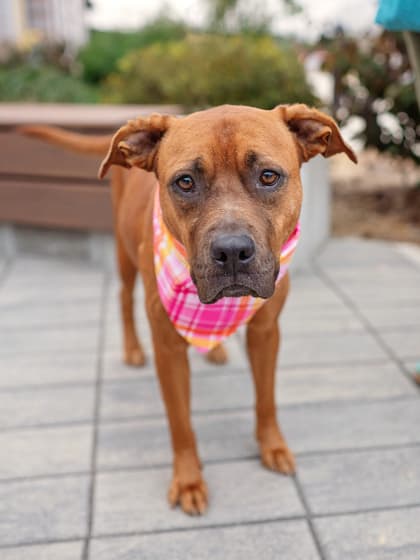Latte, a Terrier, available for adoption