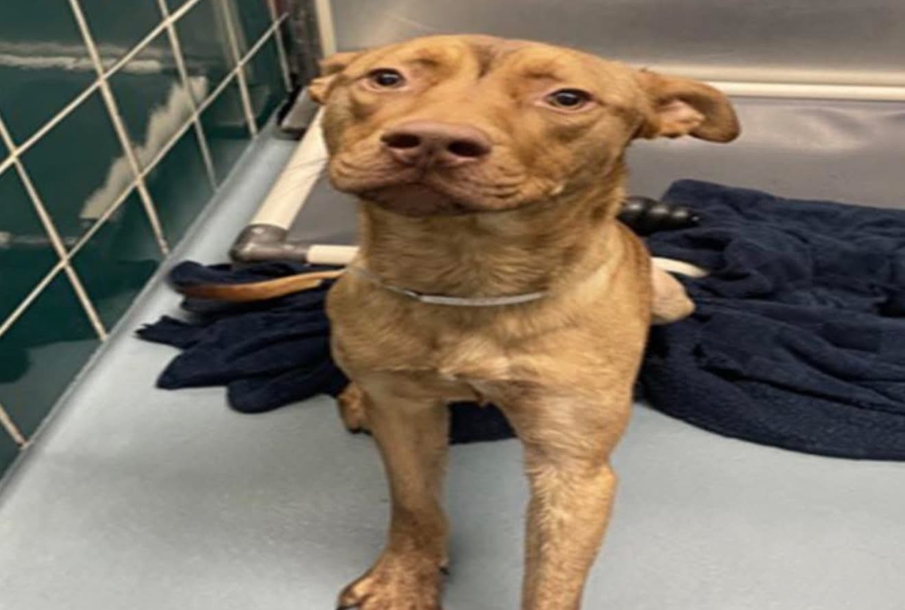 Tonka, a American Staffordshire Terrier, available for adoption