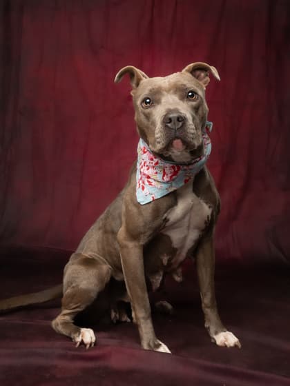 Maisie, a Pit Bull Terrier, available for adoption