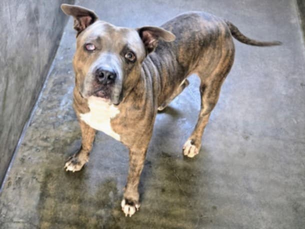 Kylo, a Pit Bull Terrier, available for adoption