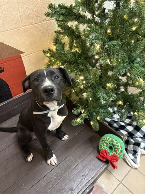 Arlo, a Pit Bull Terrier, available for adoption