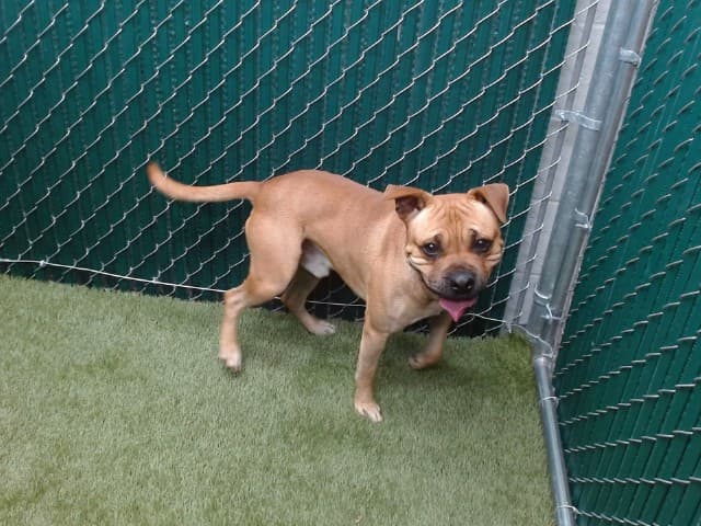 Chocolate, a Pug, available for adoption