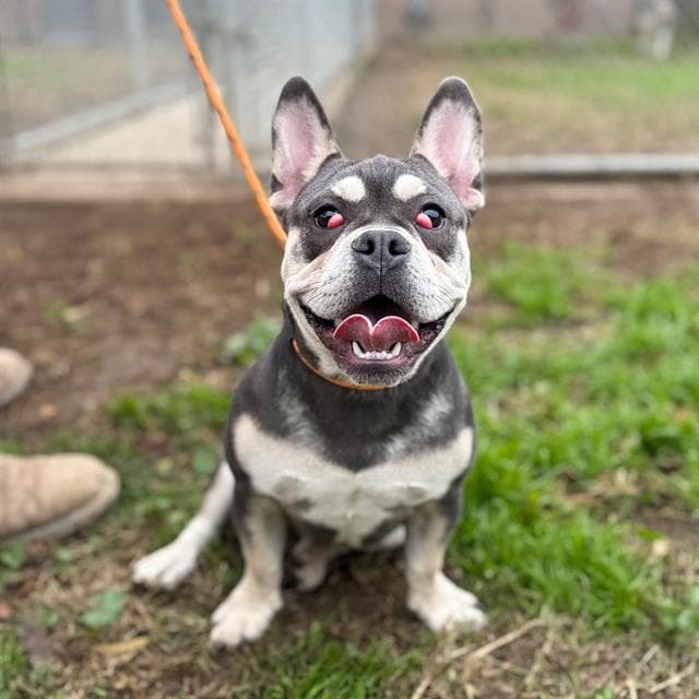 Snarf, a French Bulldog, available for adoption