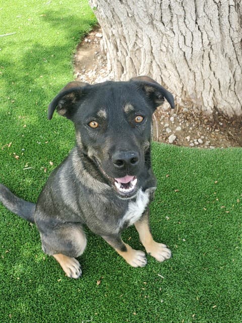 Tiger Lily, a Australian Cattle Dog/Blue Heeler, available for adoption