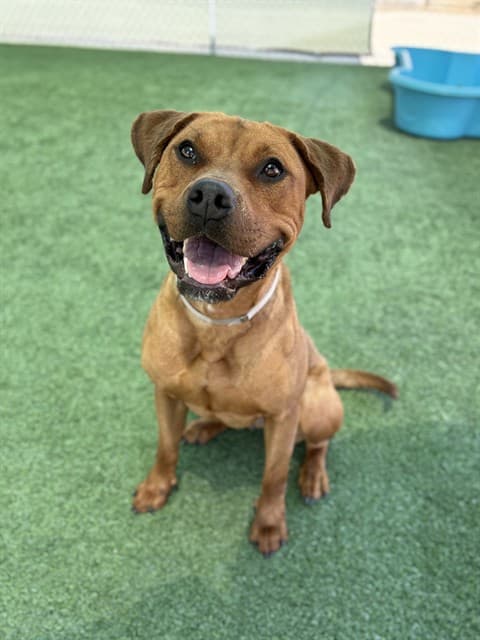 Belle, a Pit Bull Terrier, available for adoption