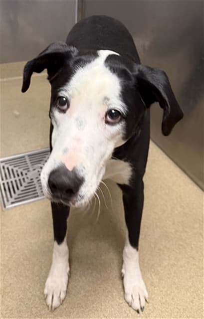 Bingo, a Labrador Retriever, available for adoption