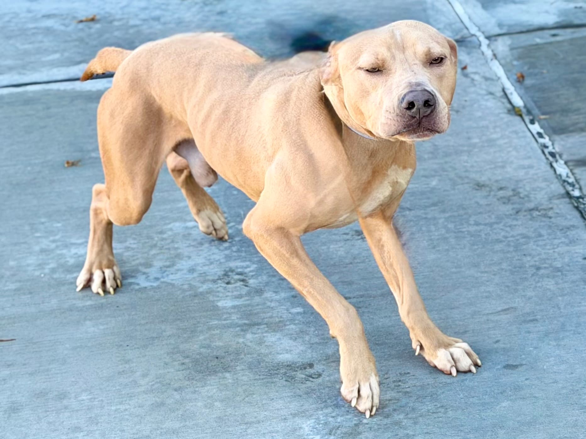 Roadhouse, a Pit Bull Terrier, available for adoption