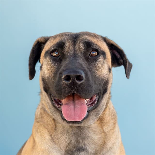 Willow, a Shar Pei, available for adoption