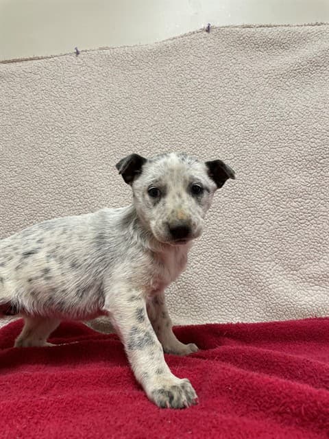 Sophia, a Australian Cattle Dog/Blue Heeler, available for adoption