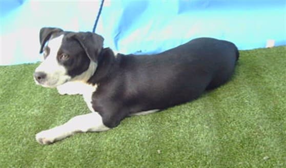 Aurora, a Pit Bull Terrier, available for adoption