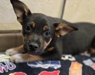 Kenzie, a Shepherd (mix breed), available for adoption