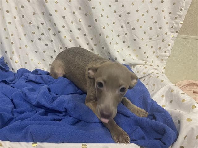 Fievel, a Chihuahua, available for adoption