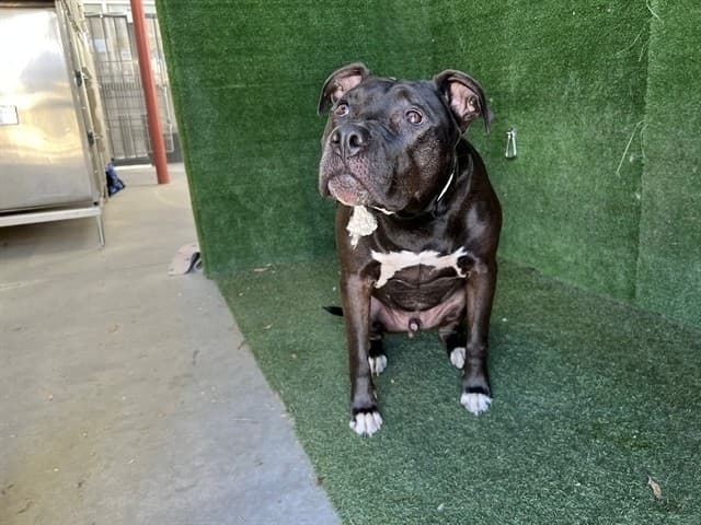 Quavo, a Pit Bull Terrier, available for adoption