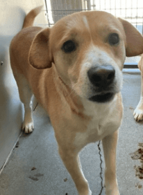 Elijah, a Pit Bull Terrier, available for adoption