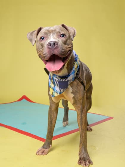 Bo Handsome4, a Pit Bull Terrier, available for adoption
