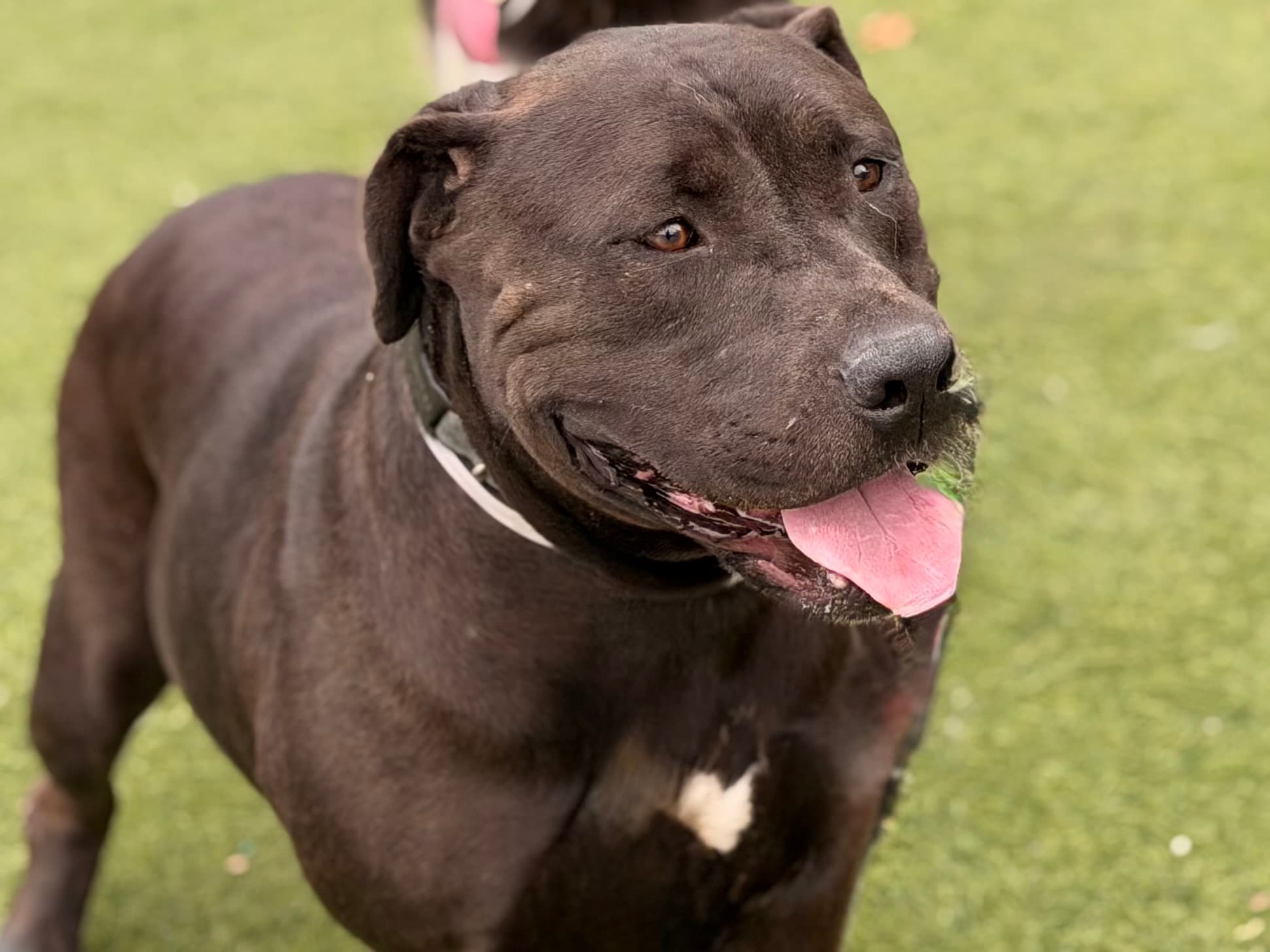 Bella, a Pit Bull Terrier, available for adoption