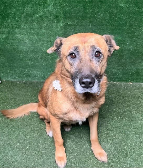 Boomer, a German Shepherd, available for adoption