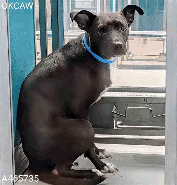 Dozer, a American Staffordshire Terrier, available for adoption