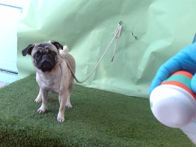 A5740907, a Pug, available for adoption