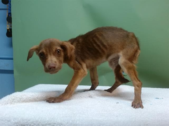 A5744779, a Chihuahua, available for adoption