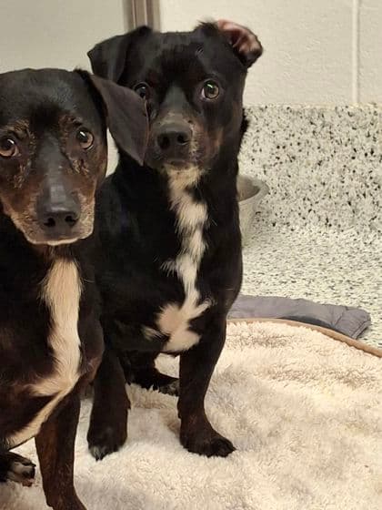 Bean, a Terrier, available for adoption