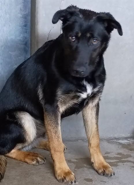 Cooper Dean, a German Shepherd (mix breed), available for adoption