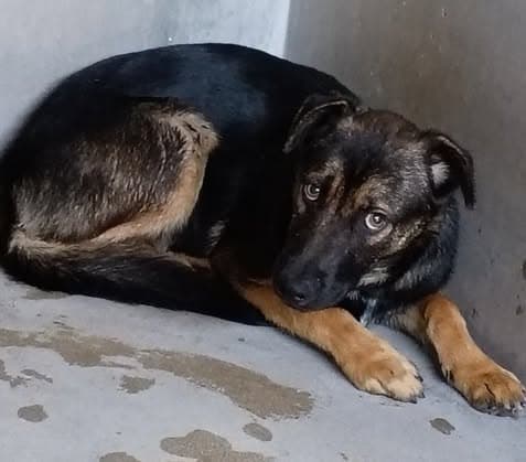 Jasper Cole, a German Shepherd (mix breed), available for adoption