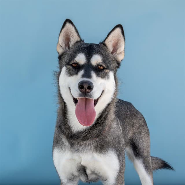 Xena, a Siberian Husky, available for adoption