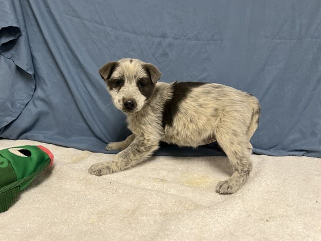 Izzie, a Australian Cattle Dog/Blue Heeler, available for adoption
