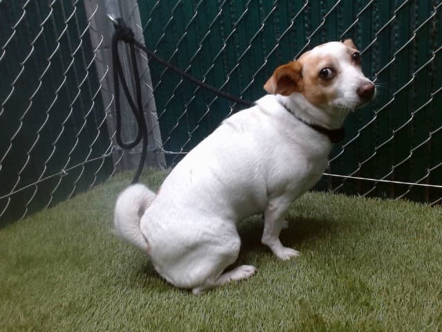 Cooper, a Chihuahua, available for adoption