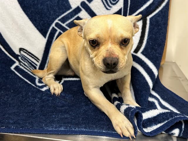 Pixie, a Pug, available for adoption
