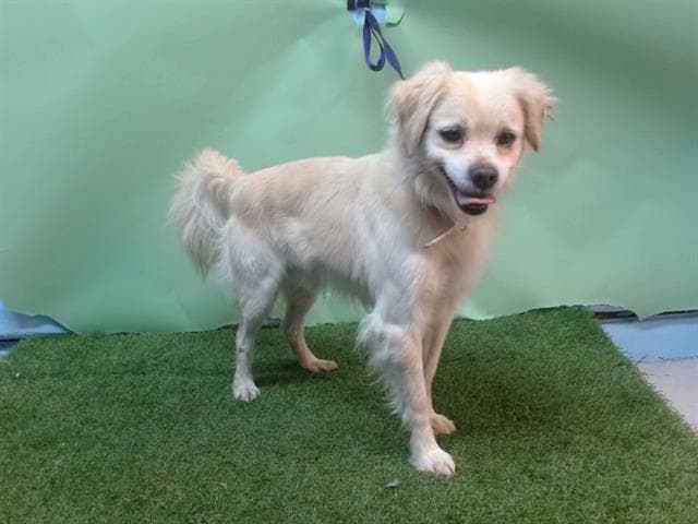 A5744785, a Cocker Spaniel, available for adoption