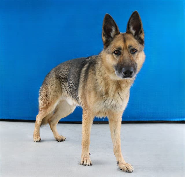 Odin, a German Shepherd, available for adoption