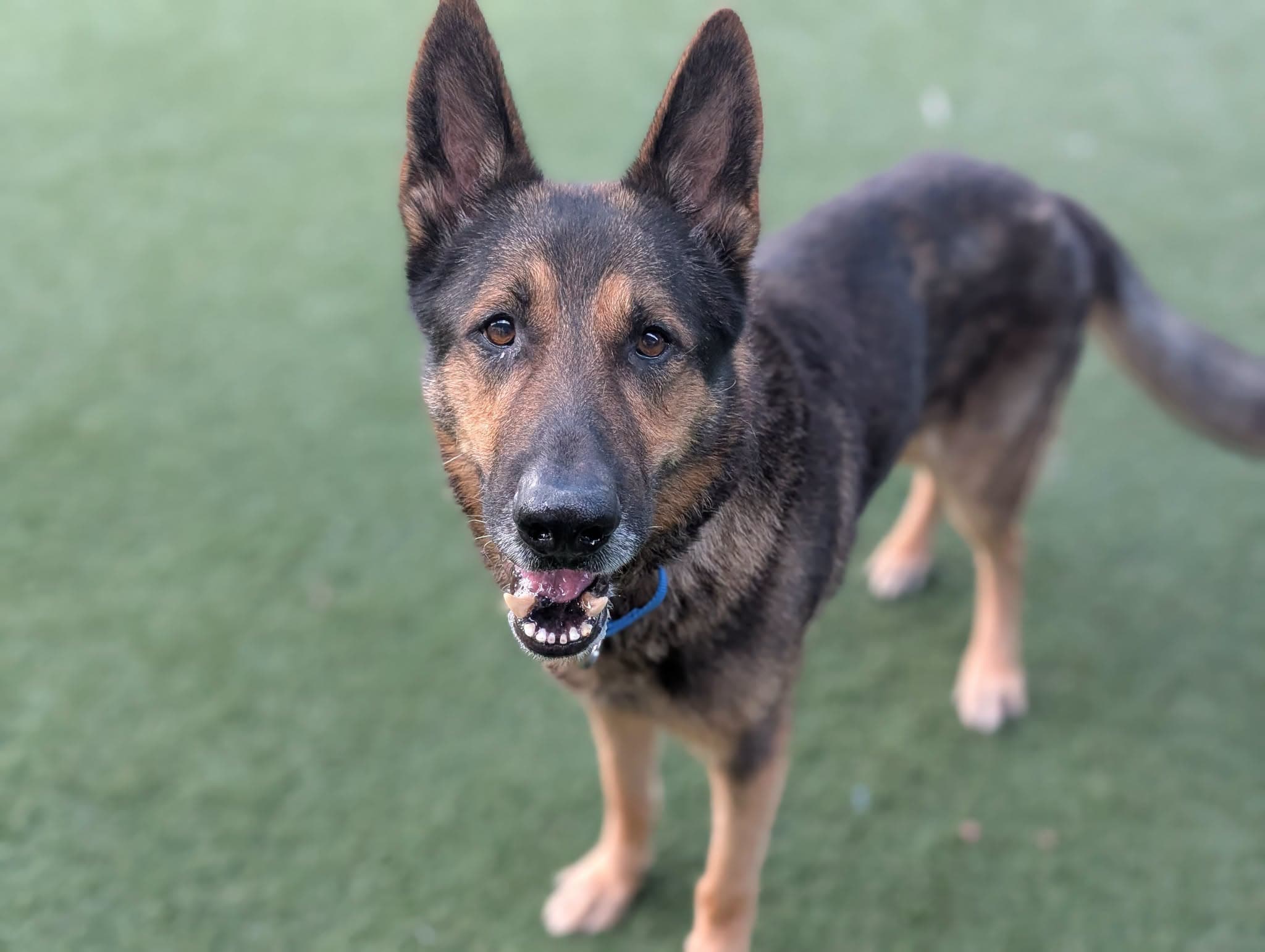 Heinz, a German Shepherd, available for adoption