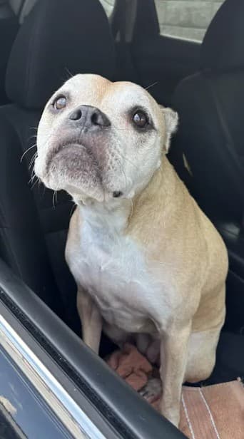 Mother Goose, a Pit Bull Terrier, available for adoption